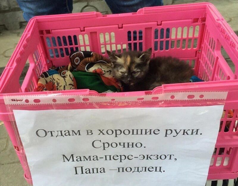 Отдам в добрые руки бывшего