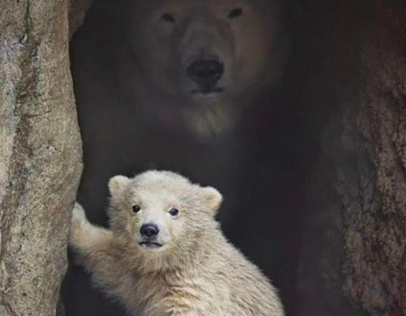 Ice to see you! Stunning pictures show curious polar bears getting up close and 