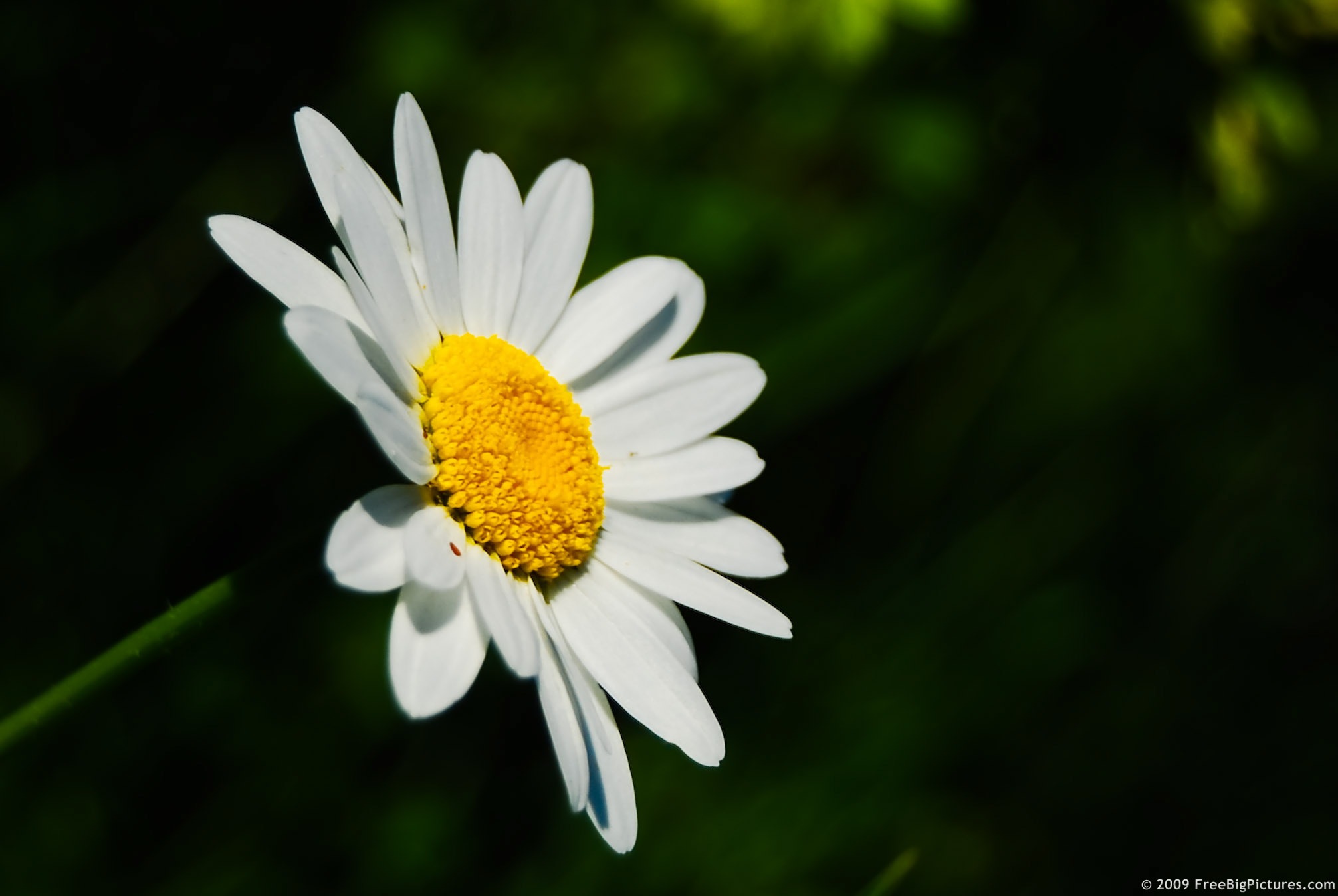 Hot Daisy