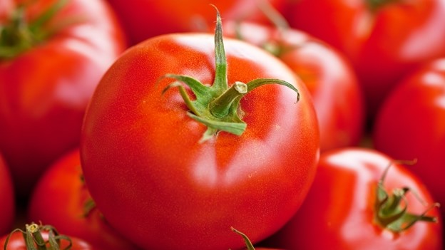 «Origen de la palabra Jitomate o Tomate. Tomate es